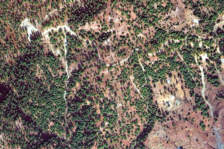 Forestry